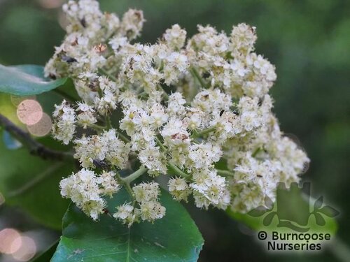 PHOTINIA glomerata  