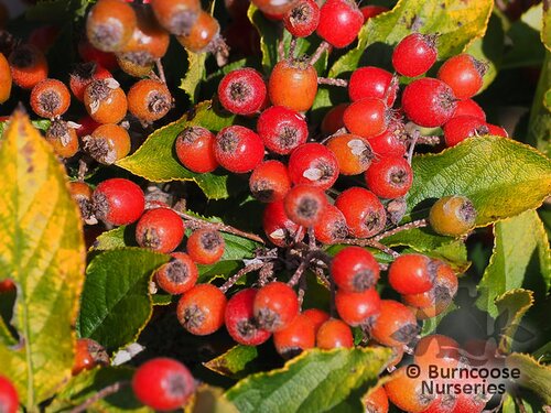 PHOTINIA villosa var coreana 