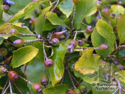 PHOTINIA villosa var. laevis 