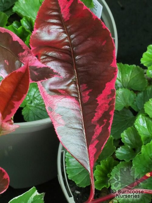 rose plant Red Cascade main image 0