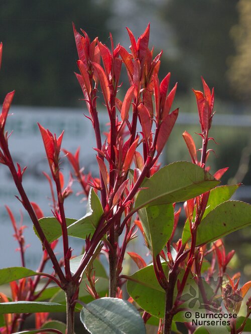 PHOTINIA   