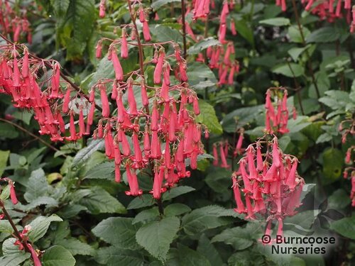 PHYGELIUS x rectus 'Devil's Tears' 