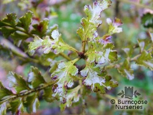 PHYLLOCLADUS   