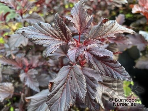 PHYSOCARPUS opulifolius 'All Black' 