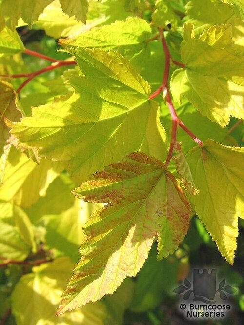 PHYSOCARPUS   