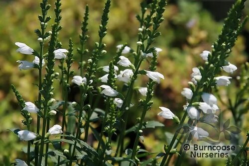 PHYSOSTEGIA virginiana 'Miss Manners' 
