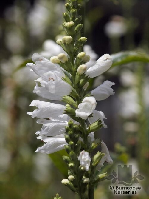PHYSOSTEGIA virginiana 'Summer Snow' 