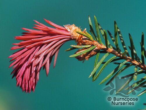 PICEA   