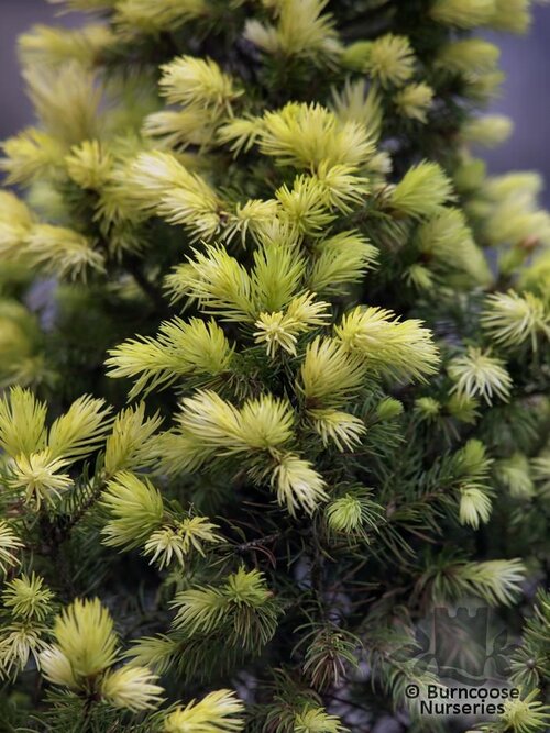 PICEA glauca var albertiana 'Daisy's White' 