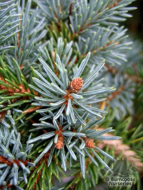 PICEA pungens 'Globosa' 