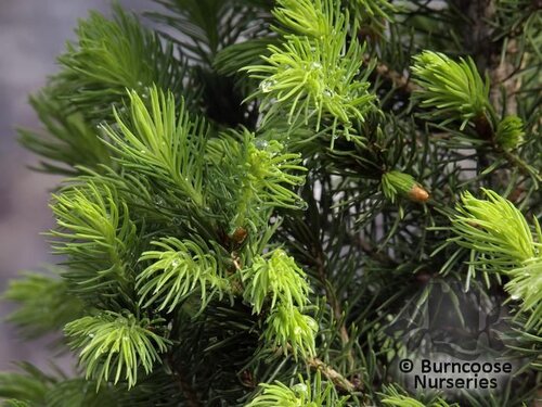 PICEA glauca var albertiana 'Conica' 