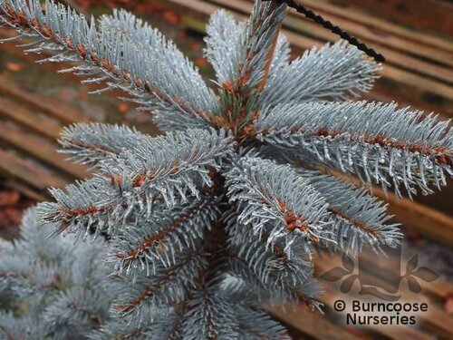 PICEA pungens 'Fat Albert' 