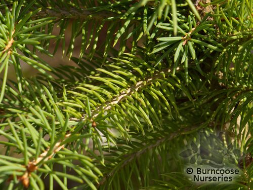 PICEA pungens 'Glauca' 