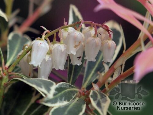 PIERIS 'Flaming Silver'  