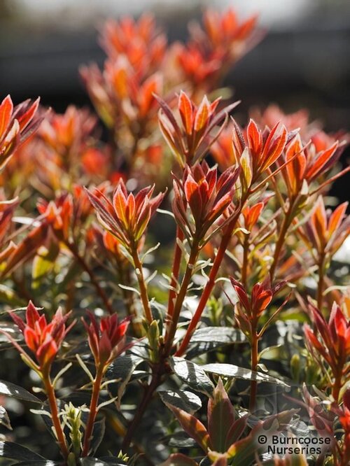 PIERIS   