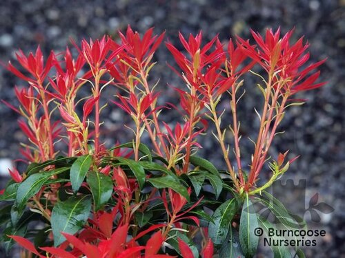 PIERIS japonica 'Mountain Fire' 