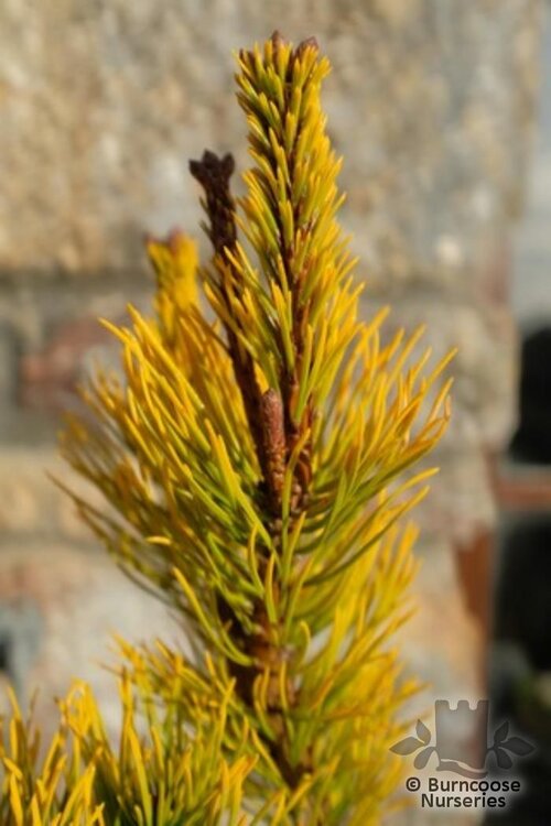 PINUS mugo 'Carsten's Wintergold' 