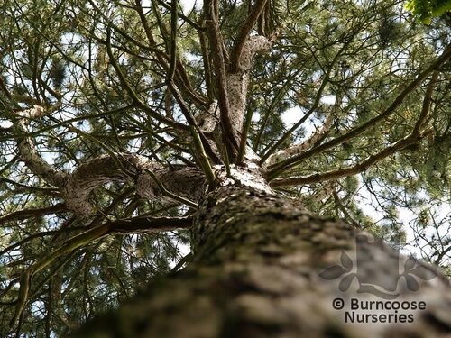 PINUS nigra  