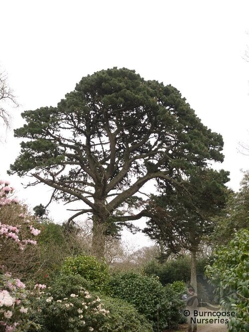 PINUS   