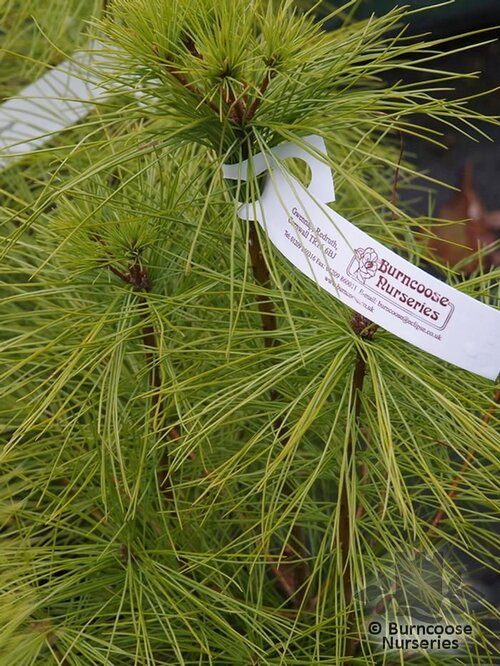 PINUS strobus  