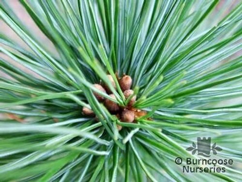 Pinus from Burncoose Nurseries