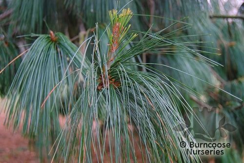 PINUS wallichiana  