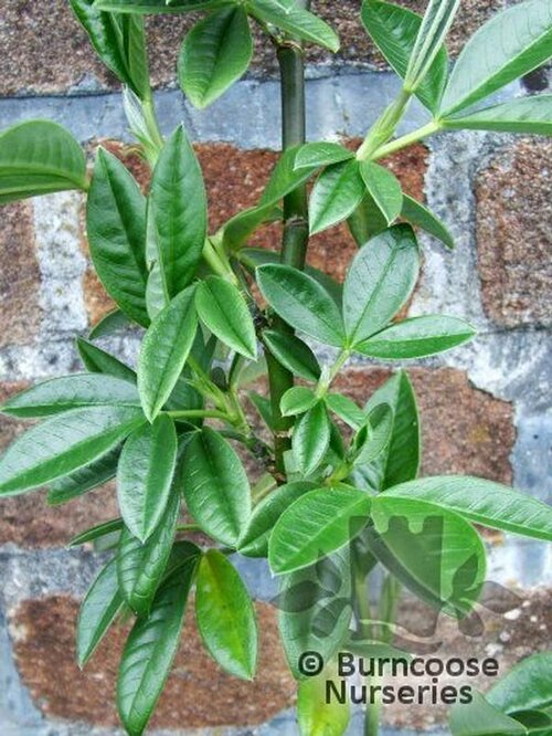 PIPTANTHUS   