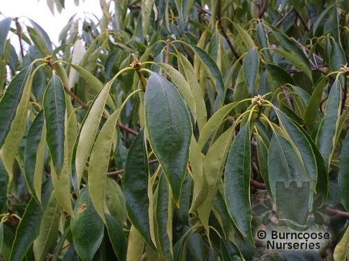 PITTOSPORUM adaphniphylloides  