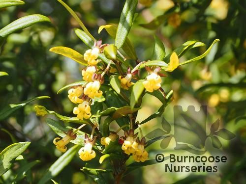 PITTOSPORUM bicolor  