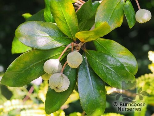 PITTOSPORUM crassifolium  
