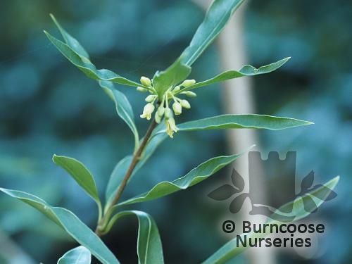 PITTOSPORUM glabratum  