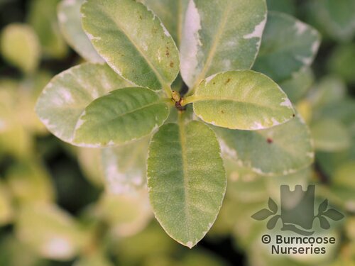 PITTOSPORUM tenuifolium 'Silver Ball' 