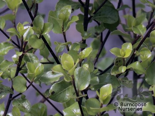 PITTOSPORUM tenuifolium 'Wrinkled Blue' 