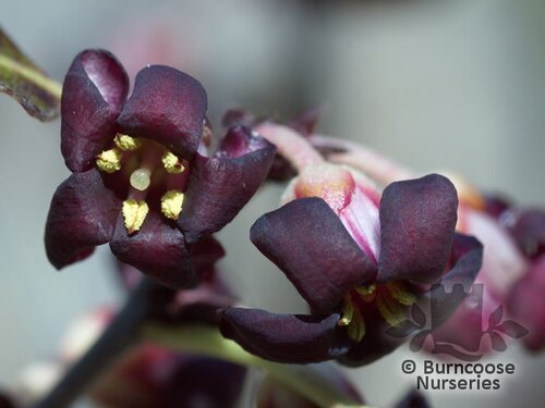 PITTOSPORUM tenuifolium 'Atropurpureum' 