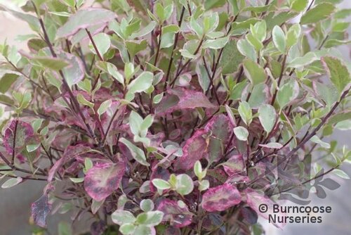 PITTOSPORUM tenuifolium 'Bannow Bay' 