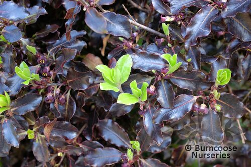 PITTOSPORUM tenuifolium 'Tom Thumb' 