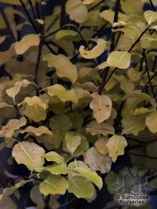 PITTOSPORUM tenuifolium 'Warnham Gold' 