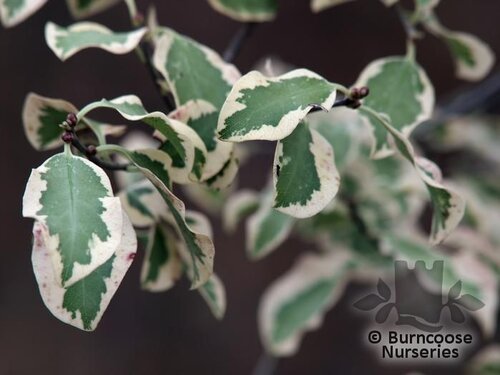 PITTOSPORUM   