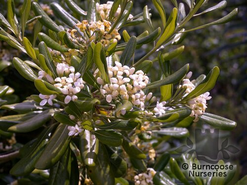 PITTOSPORUM tobira  