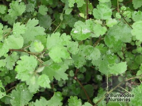 PLAGIANTHUS   