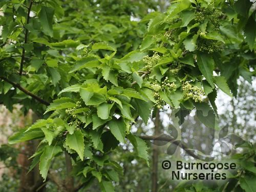 PLAGIANTHUS regius  