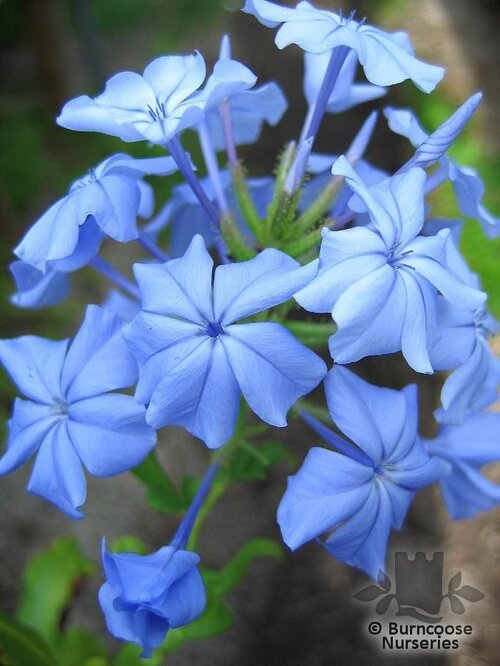 PLUMBAGO auriculata  