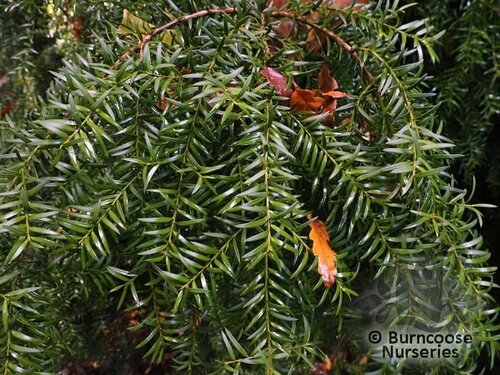PODOCARPUS nubigenus 'Pendula' 