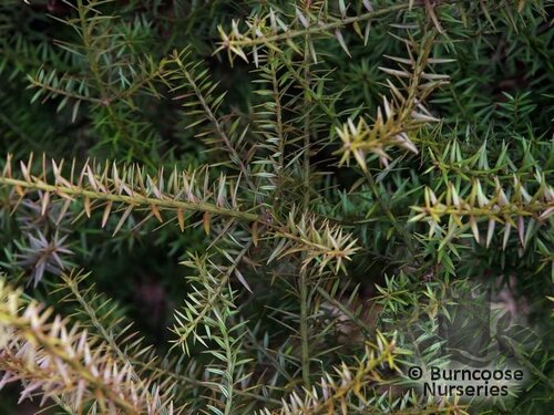 PODOCARPUS acutifolius  