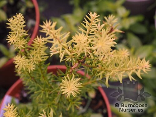 PODOCARPUS 'Golden Lady'  
