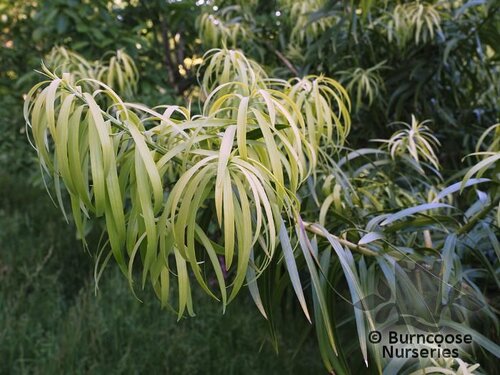 PODOCARPUS henkellii  