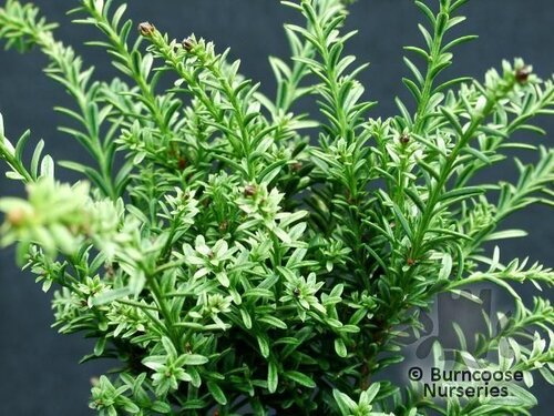 PODOCARPUS nivalis 'Kilworth Cream' 
