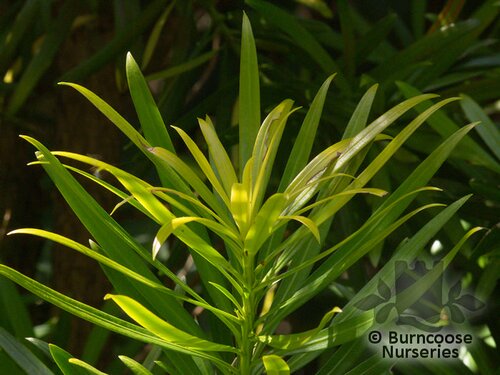 PODOCARPUS macrophyllus  'Aureus' 