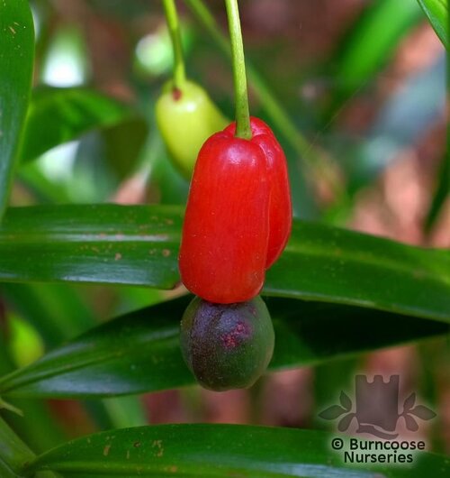 PODOCARPUS matudae  