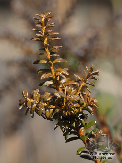 PODOCARPUS 'Red Embers'  